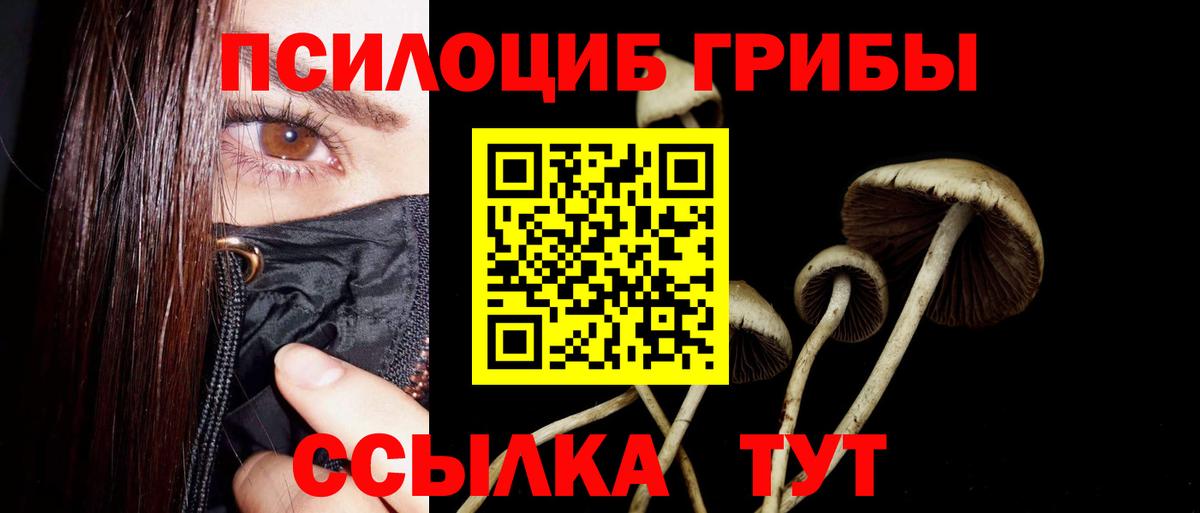 Псилоцибиновые грибы Cubensis Лесозаводск